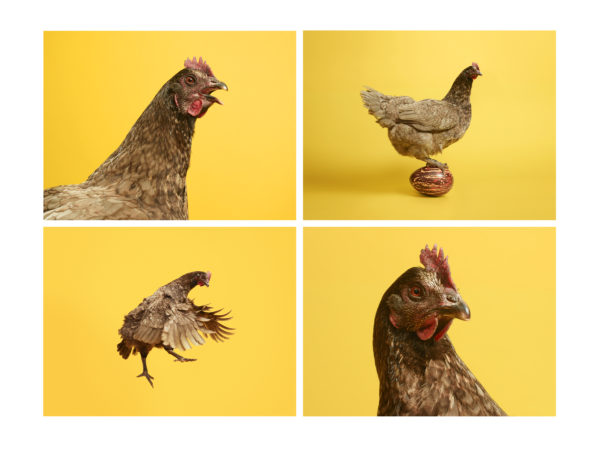 Chicken for The Observer Food Monthly, February 2018.
