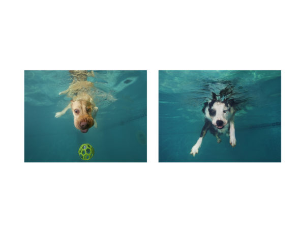 IAMS underwater dogs, June 2018